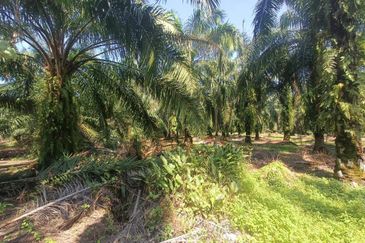 Bukit Cheeding Kuala Langat Agriculture Land 2 acres Bukit Perah