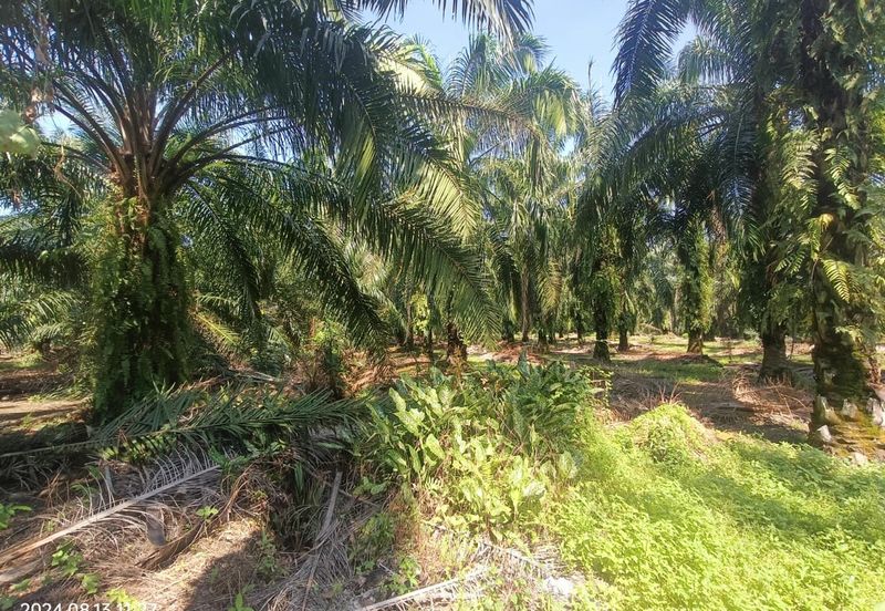 Bukit Cheeding Kuala Langat Agriculture Land 2 acres Bukit Perah