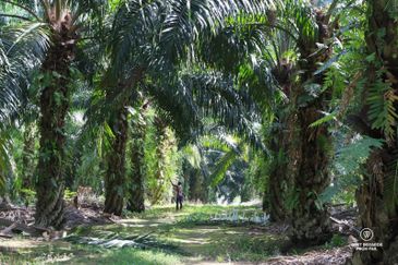 Bukit Cheeding Kuala Langat Agriculture Land 2 acres Bukit Perah