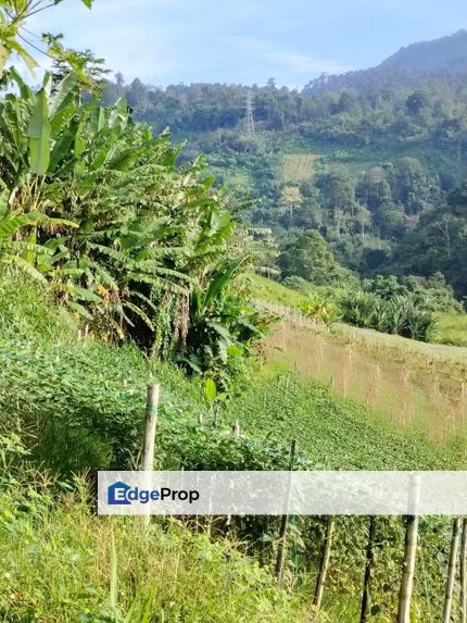 Freehold 2.25acres Bukit Tinggi Bentong Pahang Agriculture Land Resort, Pahang, Bentong