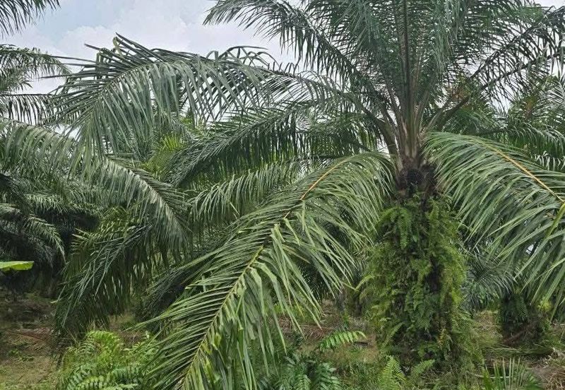 Telok Panglima Garang