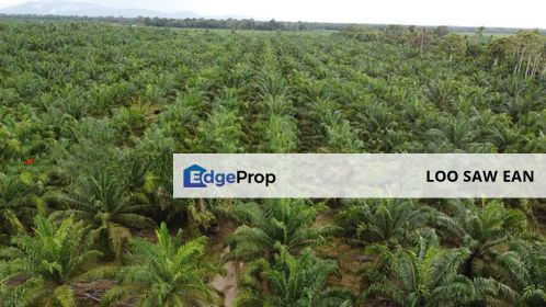 Pontian oil plam land for sale, Johor, Pontian