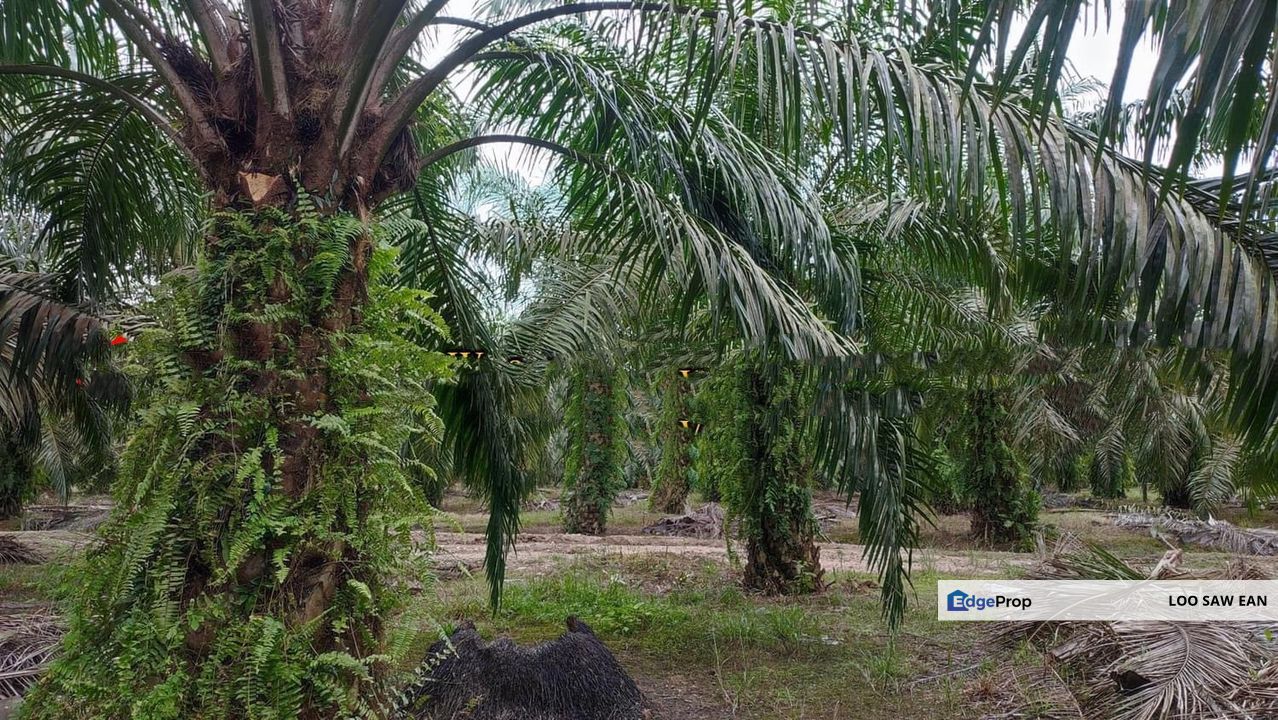 Pontian oil plam land for sale, Johor, Pontian