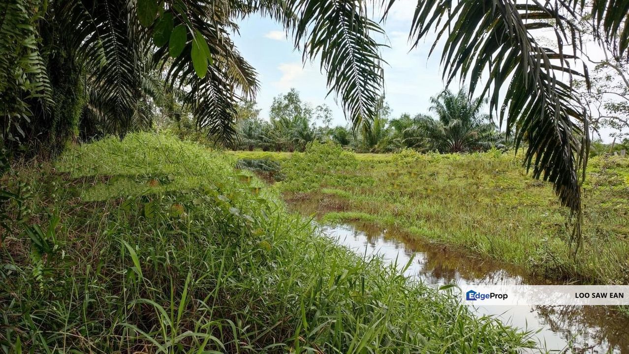 Pontian oil plam land for sale, Johor, Pontian