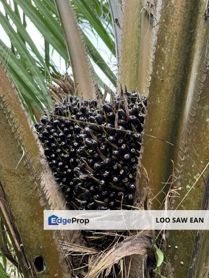 Pekan Nenas Agricluture land, Johor, Pekan Nanas (Pekan Nenas)