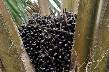 Pekan Nenas Agricluture land