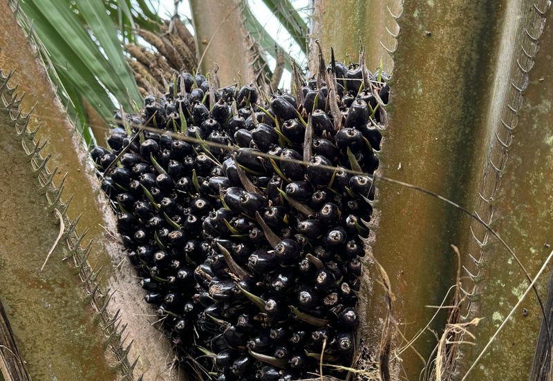 Pekan Nenas Agricluture land
