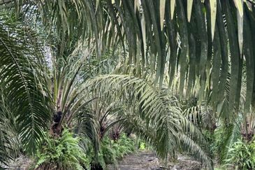 Pekan Nenas Agricluture land