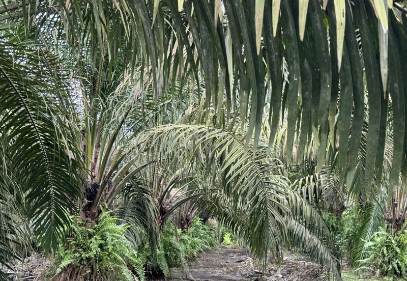Pekan Nenas Agricluture land