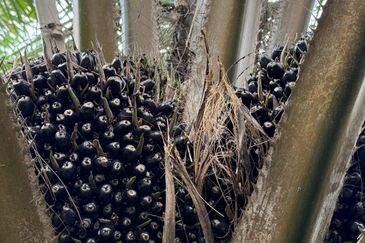 Pekan Nenas Agricluture land