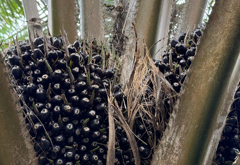 Pekan Nenas Agricluture land