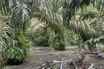 Pekan Nenas Agricluture land