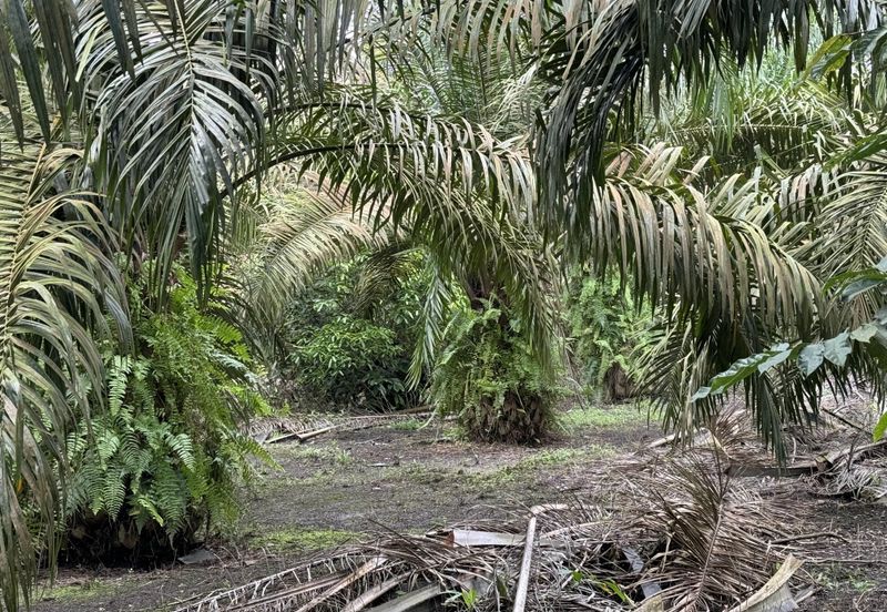 Pekan Nenas Agricluture land
