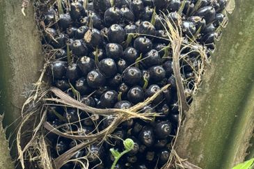 Pekan Nenas Agricluture land