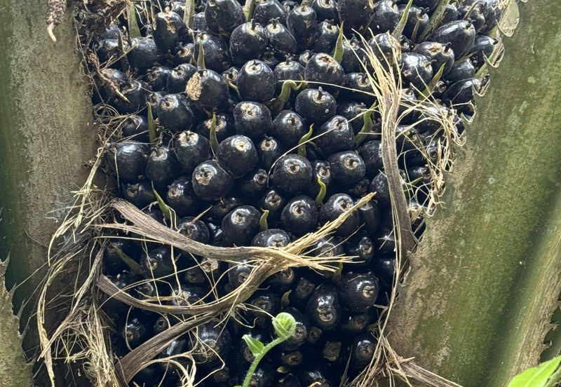 Pekan Nenas Agricluture land