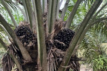 Pekan Nenas Agricluture land