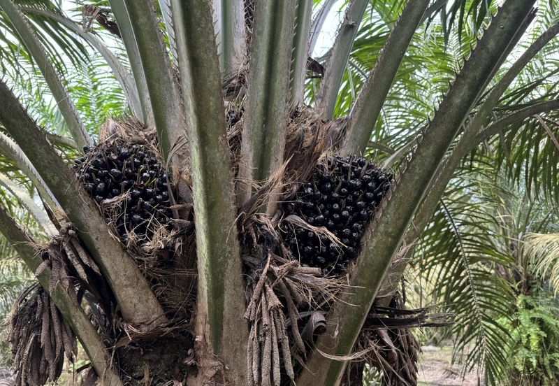Pekan Nenas Agricluture land