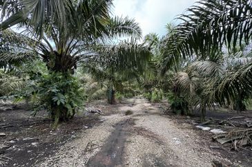 Pekan Nenas Agricluture land