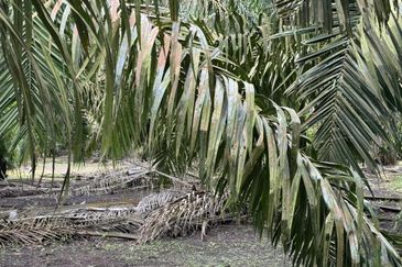 Pekan Nenas Agricluture land