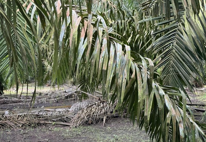 Pekan Nenas Agricluture land