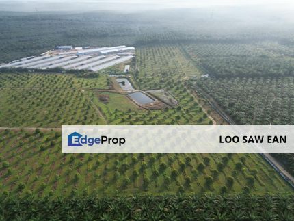 Simpang Renggam Durian Orchard For Sale, Johor, Kluang