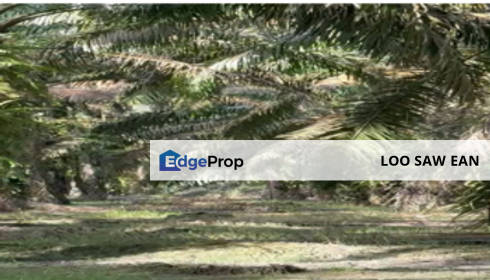 Layang-layang Oil Palm 18 Acres Land For Sale, Johor, Kulai