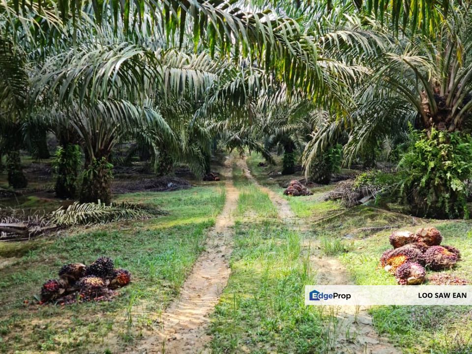 Kota Tinggi Agriculture Land For Sale, Johor, Ulu Tiram