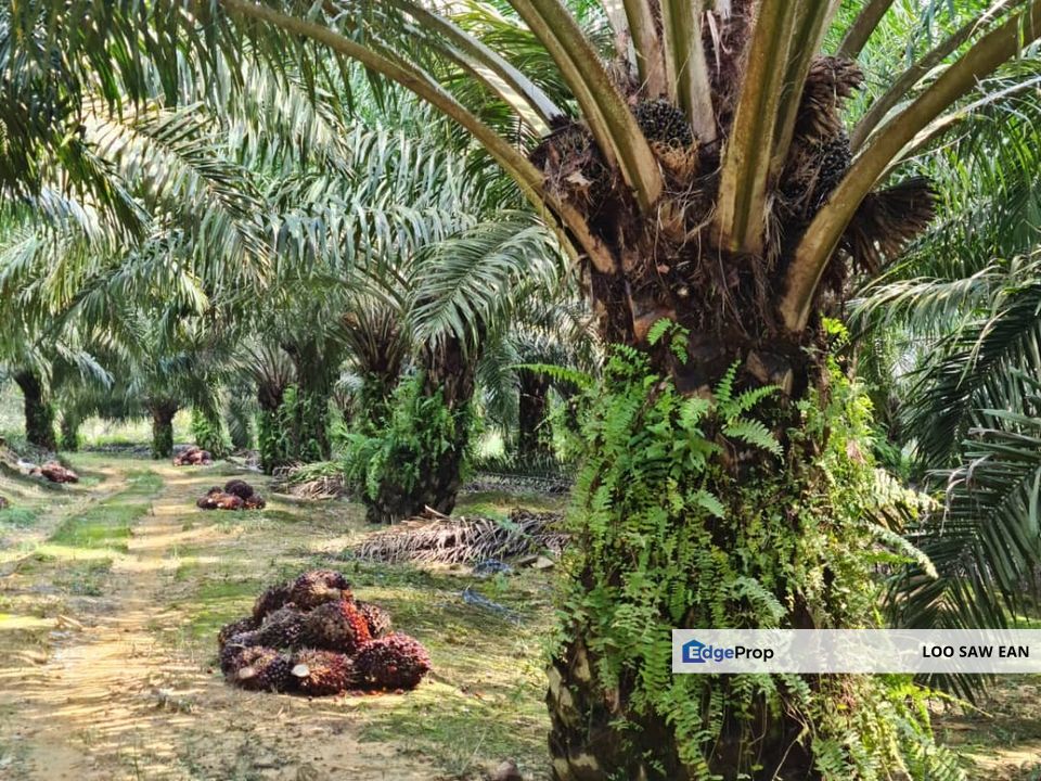 Kota Tinggi Agriculture Land For Sale, Johor, Ulu Tiram