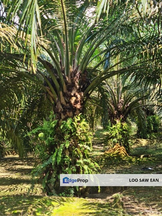 Kota Tinggi Agriculture Land For Sale, Johor, Ulu Tiram