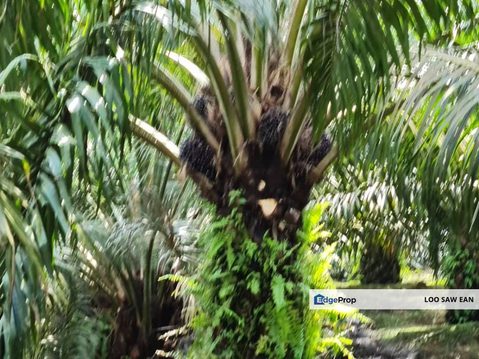 Kota Tinggi Agriculture Land For Sale, Johor, Ulu Tiram