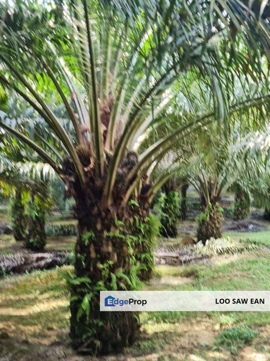 Kota Tinggi Agriculture Land For Sale, Johor, Ulu Tiram