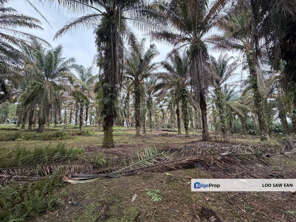 Simpang Renggam Agriculture Land For Sale, Johor, Kluang