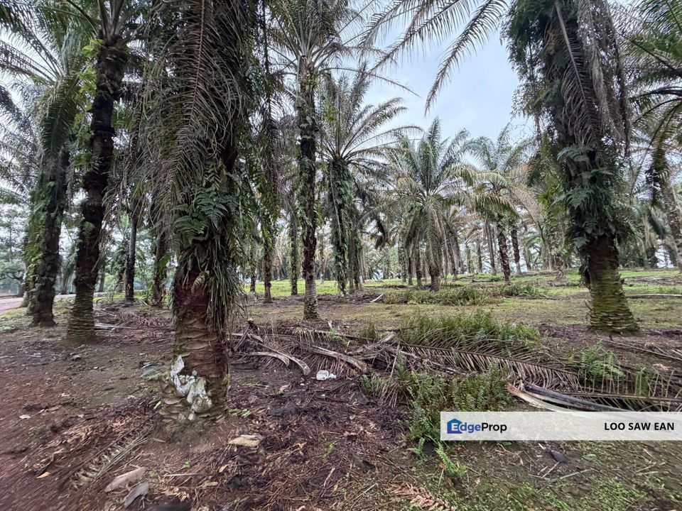 Simpang Renggam Agriculture Land For Sale, Johor, Kluang
