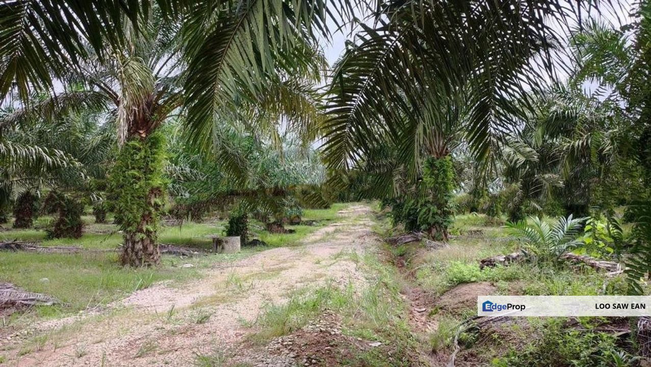 Layang-Layang Johor Oil Palm Land For Sale, Johor, Kulai