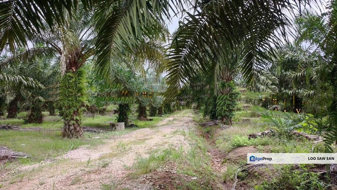 Layang-Layang Johor Oil Palm Land For Sale, Johor, Kulai