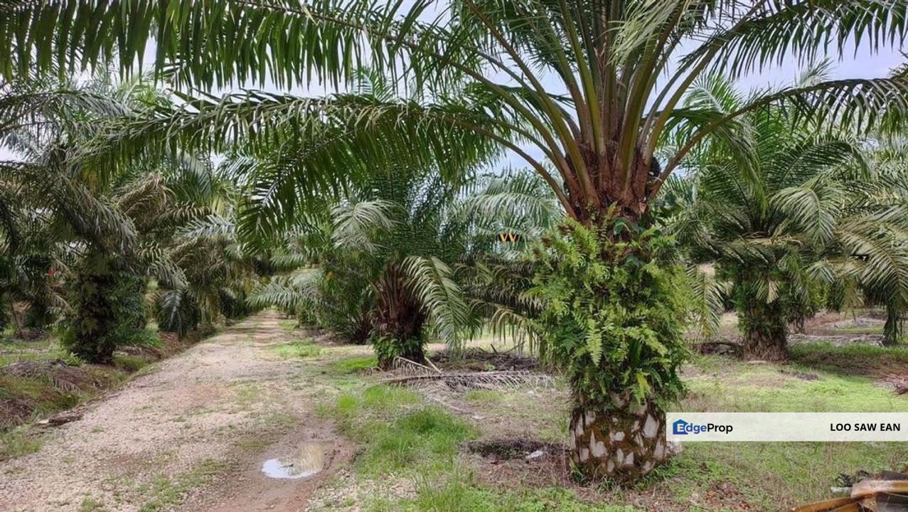 Pontian Besar Johor Oil Palm Plantation Land For Sale, Johor, Pontian