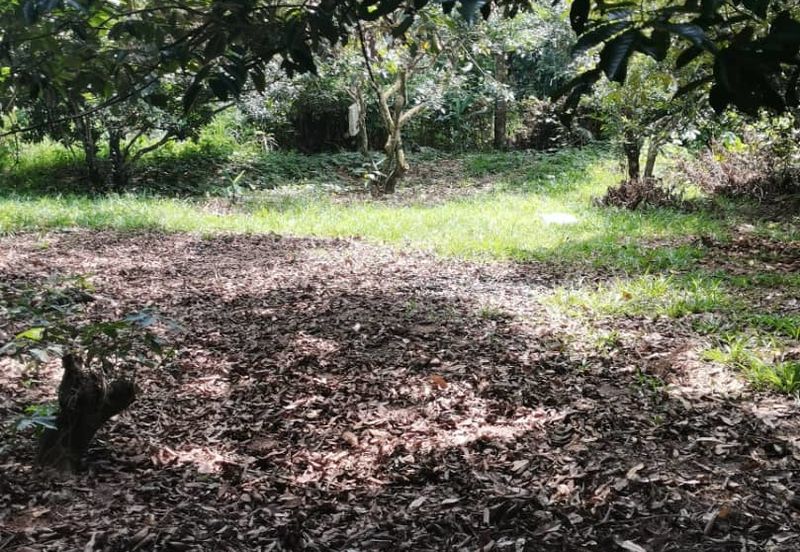 Agrilcuture Land for Sale  (2 Acres) below market