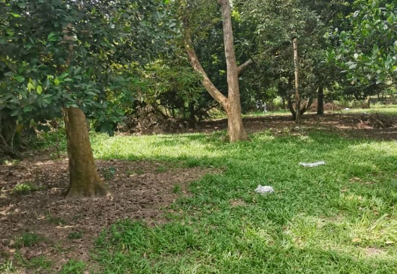 Agrilcuture Land for Sale  (2 Acres) below market