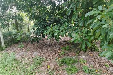 Agrilcuture Land for Sale  (2 Acres) below market