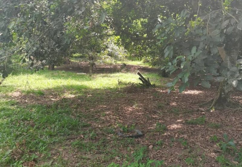 Agrilcuture Land for Sale  (2 Acres) below market