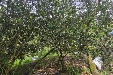 Agrilcuture Land for Sale  (2 Acres) below market