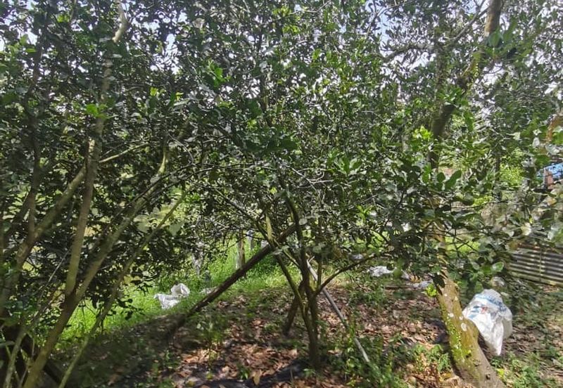 Agrilcuture Land for Sale  (2 Acres) below market