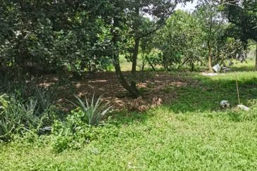 Agrilcuture Land for Sale  (2 Acres) below market