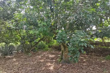 Agrilcuture Land for Sale  (2 Acres) below market