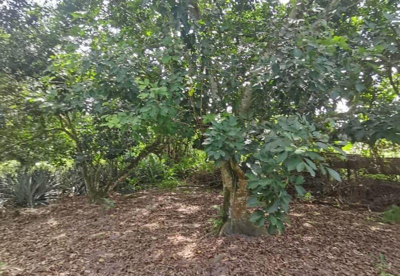 Agrilcuture Land for Sale  (2 Acres) below market