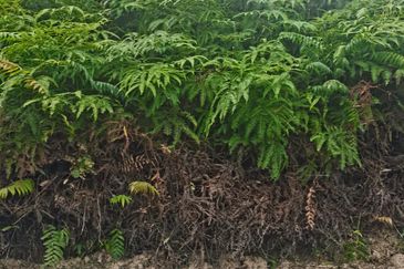 Balakong Industrial Land