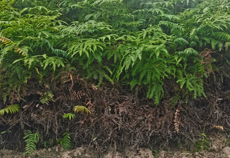 Balakong Industrial Land