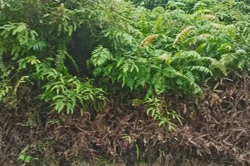 Balakong Industrial Land