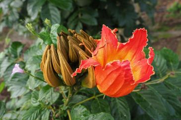 Bukit Tinggi Commercial Land for Sale