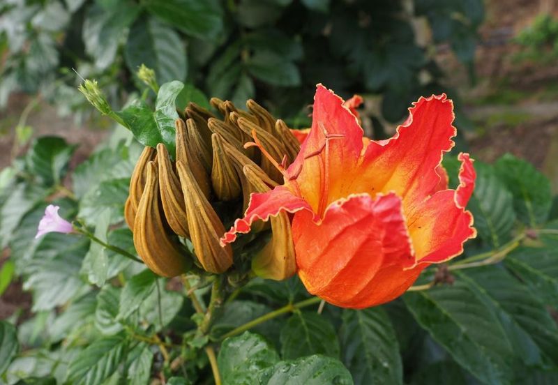 Bukit Tinggi Commercial Land for Sale